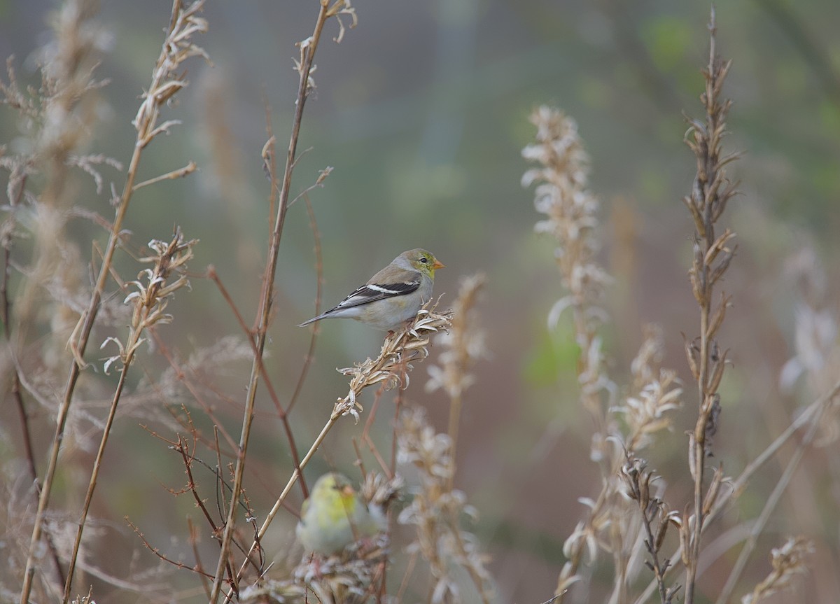 American Goldfinch - ML617605342