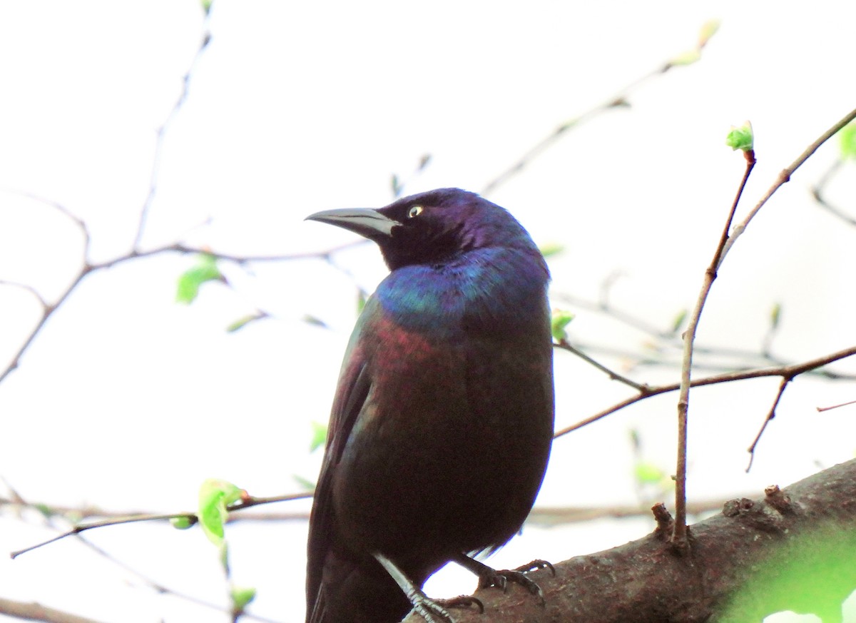 Common Grackle - ML617605358