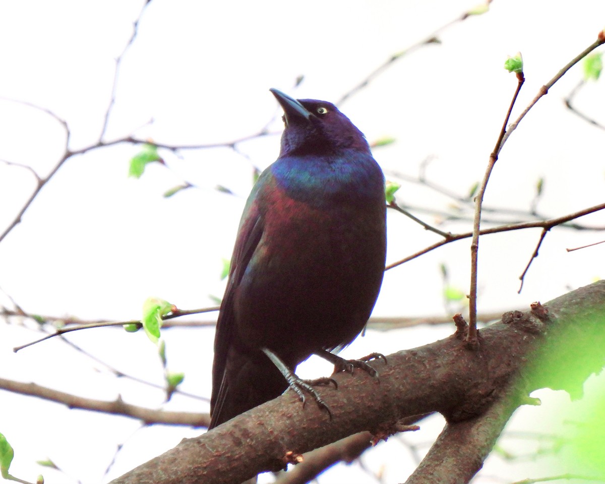 Common Grackle - ML617605360