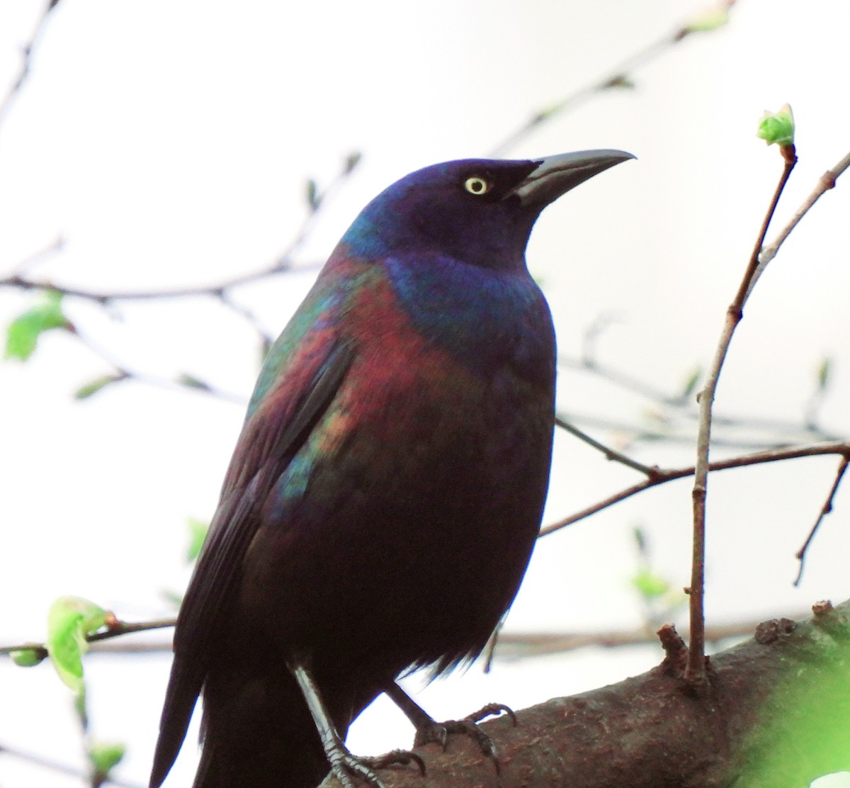 Common Grackle - Young Gul Kim