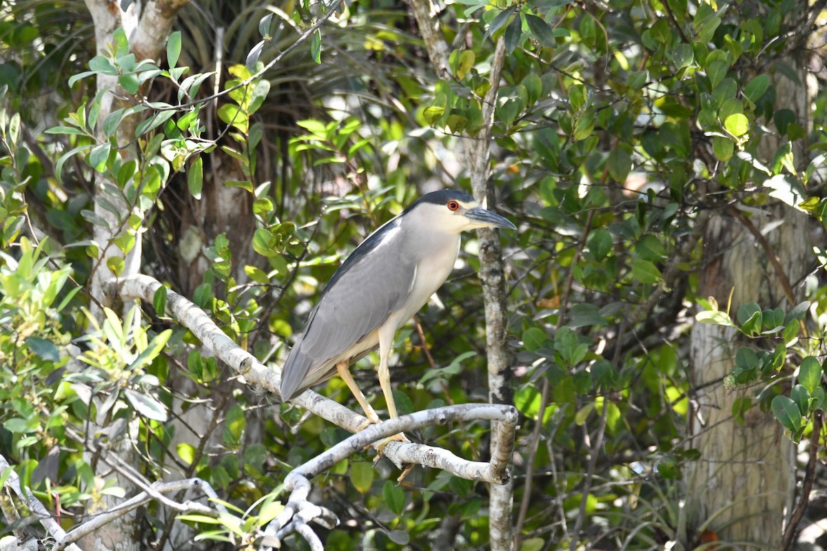 Black-crowned Night Heron - ML617605382