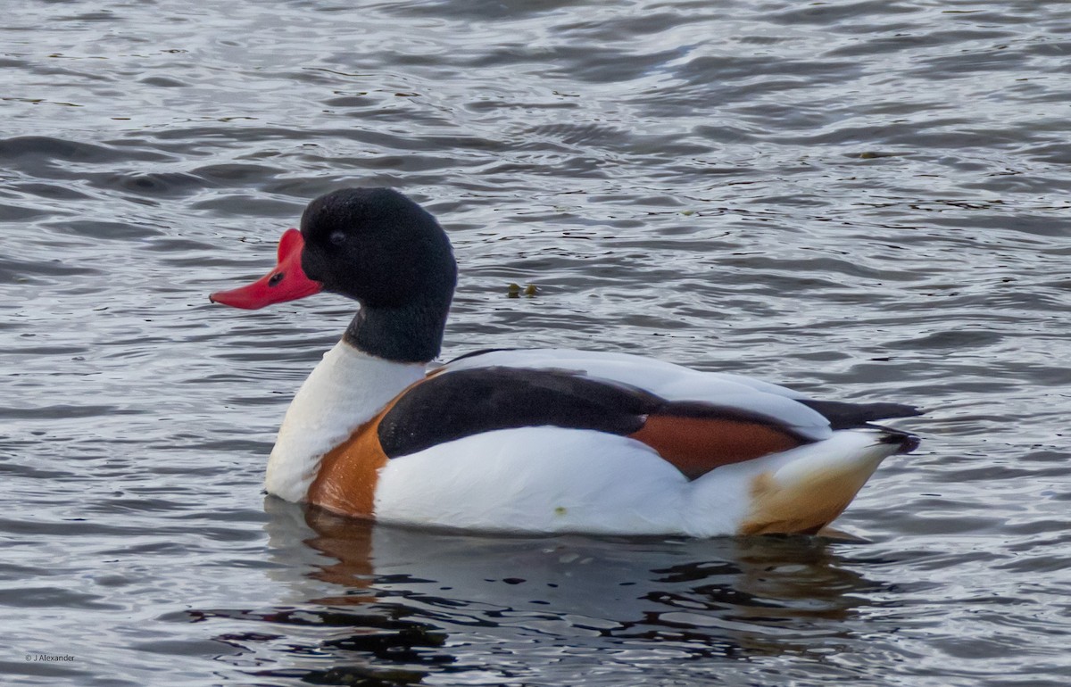 Common Shelduck - ML617605392