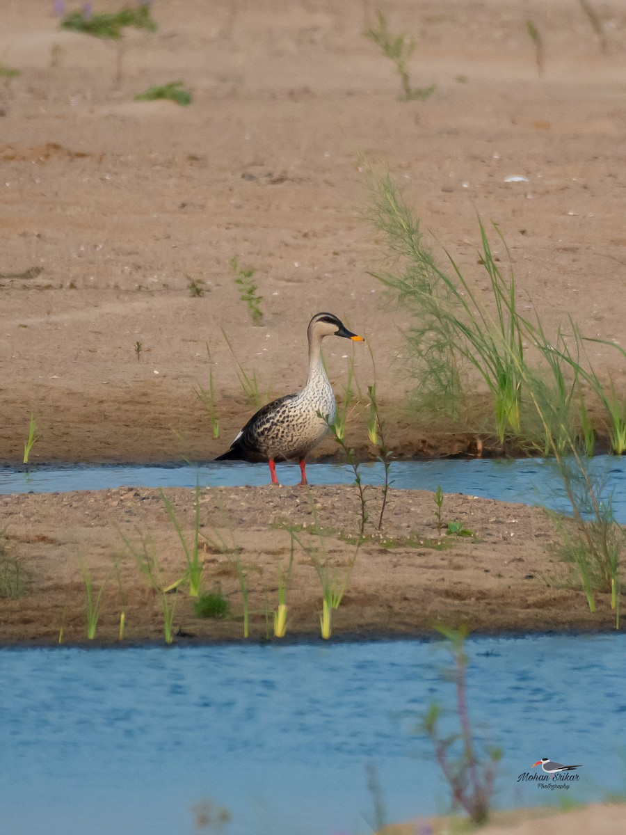 Indian Spot-billed Duck - ML617605395