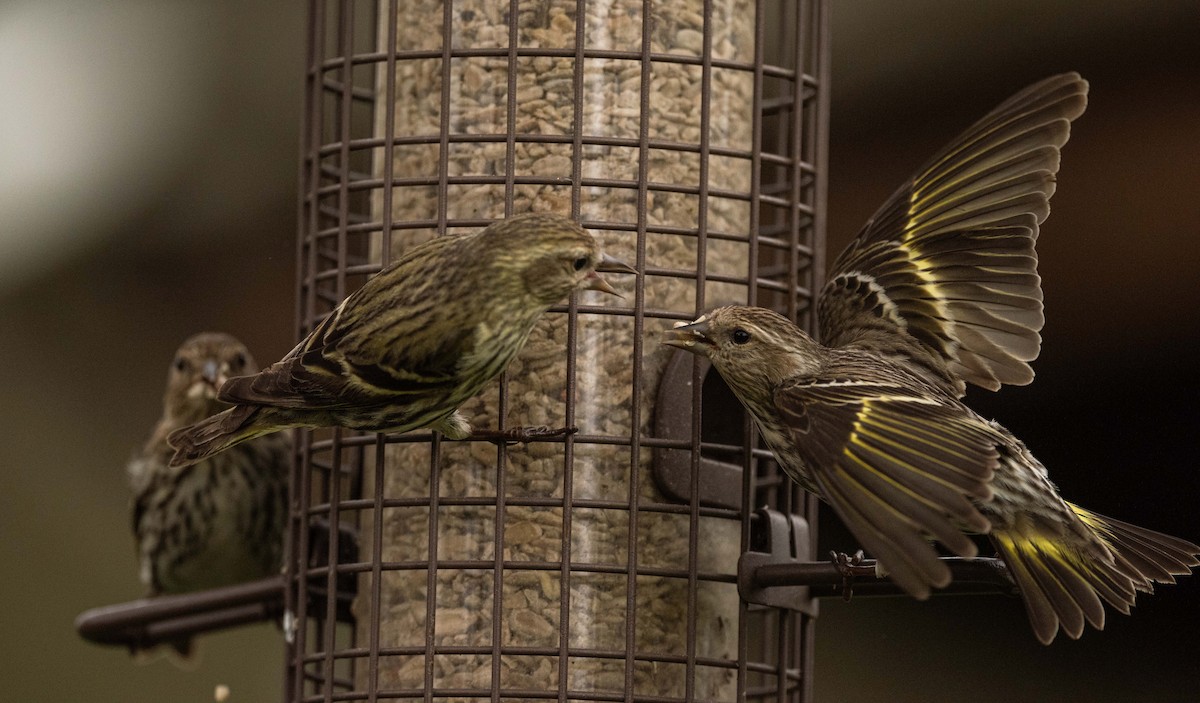 Pine Siskin - Karen Lee Lewis