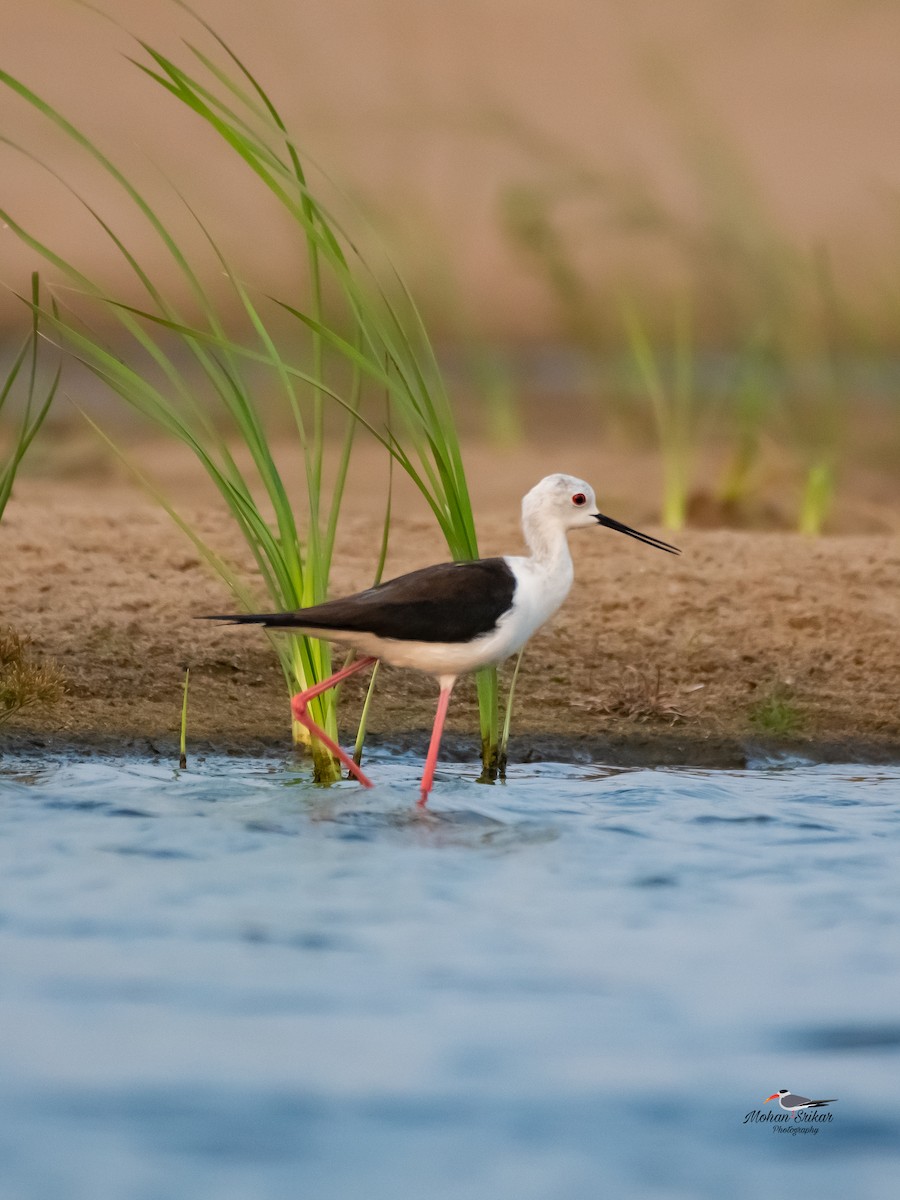 Black-winged Stilt - ML617605400