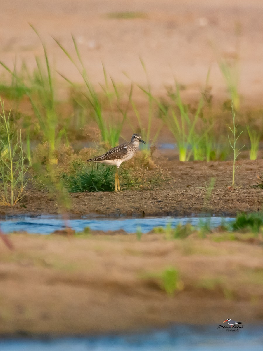 Wood Sandpiper - ML617605409