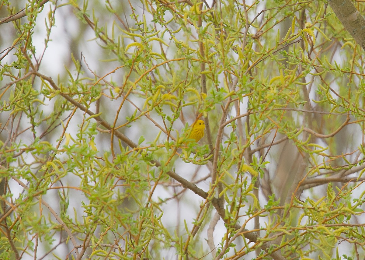 Yellow Warbler - ML617605410