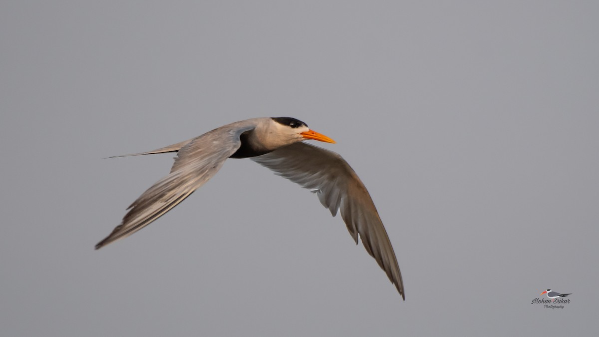 Black-bellied Tern - ML617605428