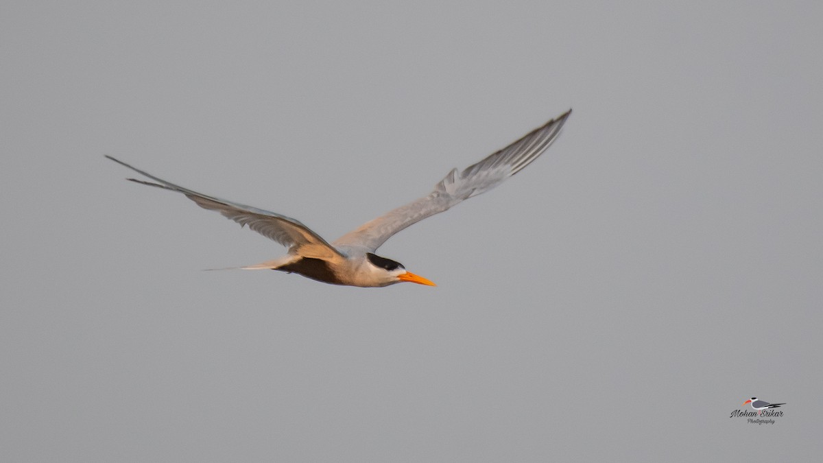 Black-bellied Tern - ML617605429