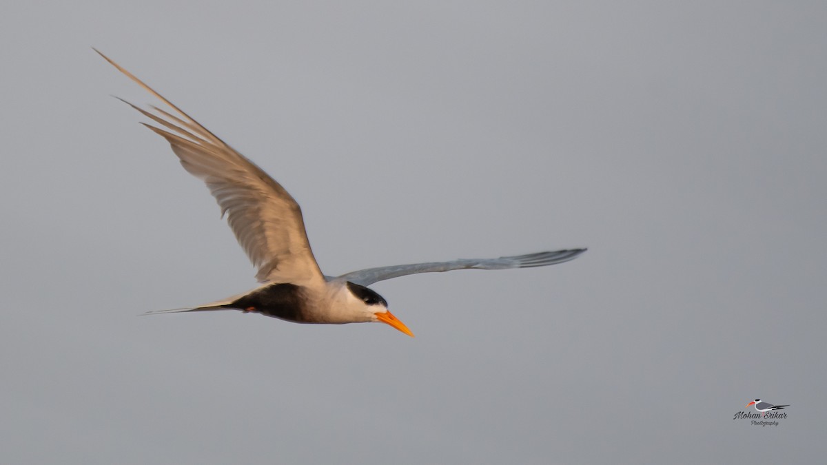 Black-bellied Tern - ML617605432