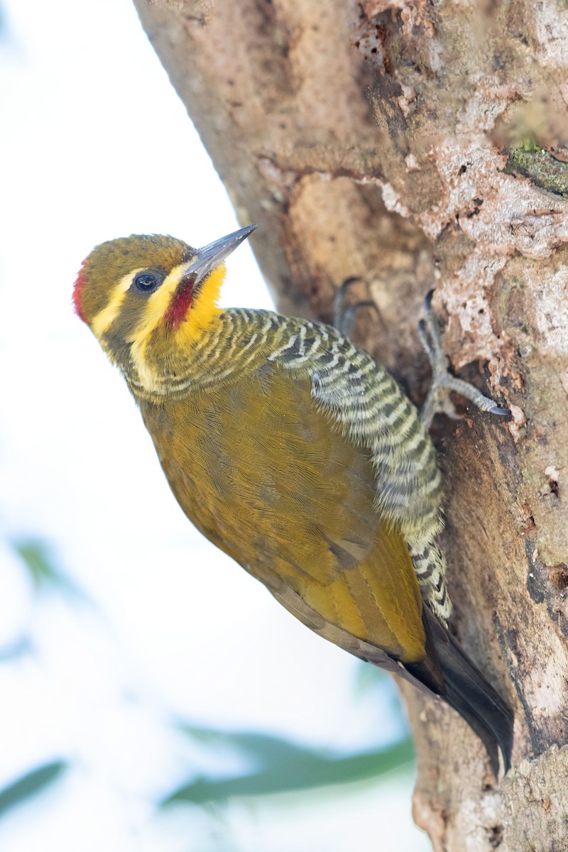 White-browed Woodpecker - ML617605456