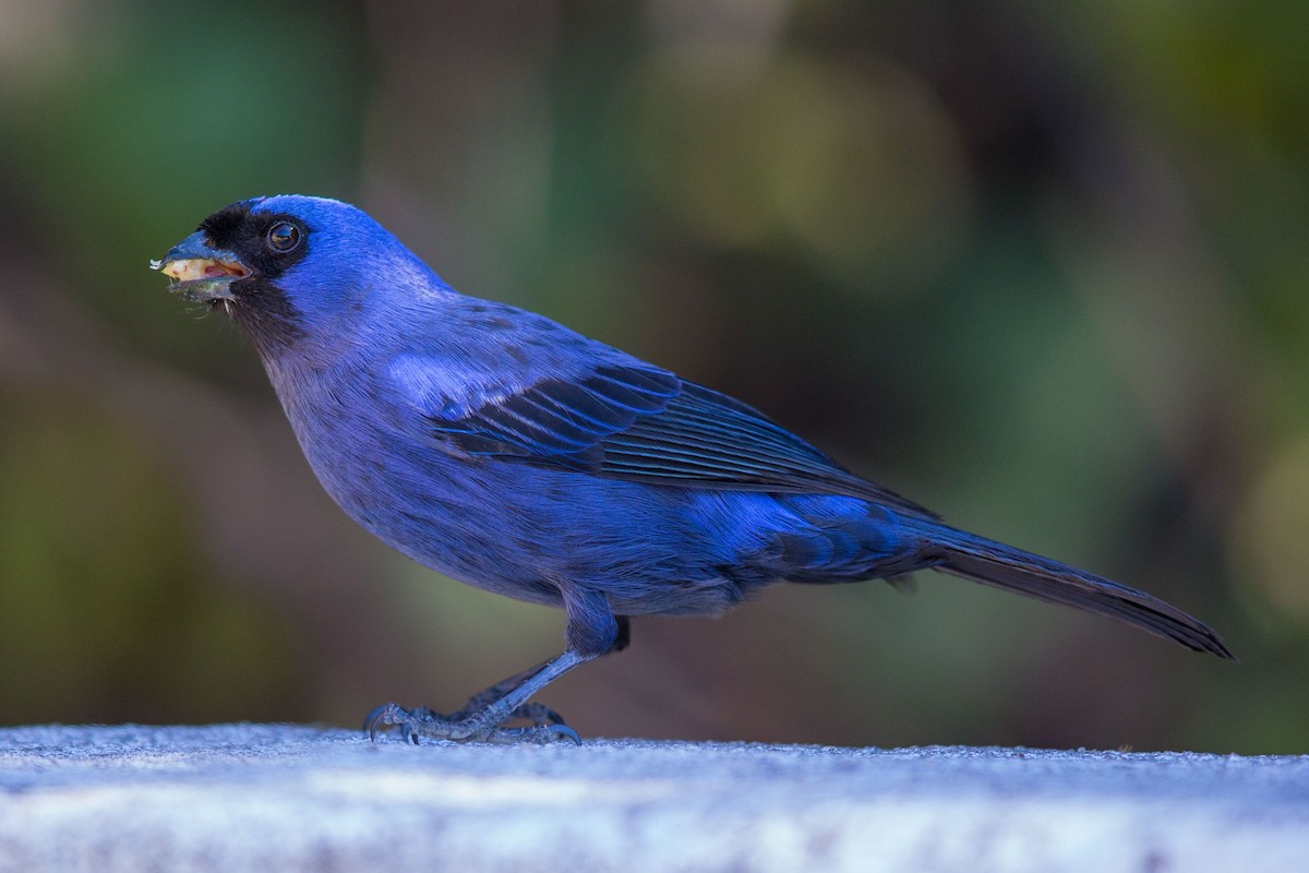 Diademed Tanager - ML617605467