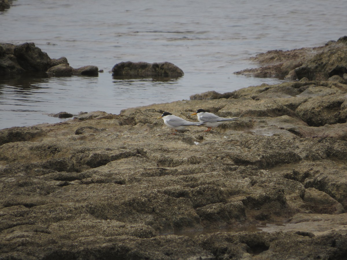 Little Tern - דקל אסף קוטיק