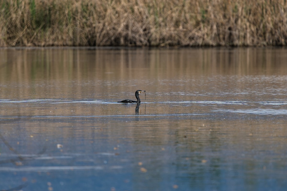 Great Cormorant - ML617605483