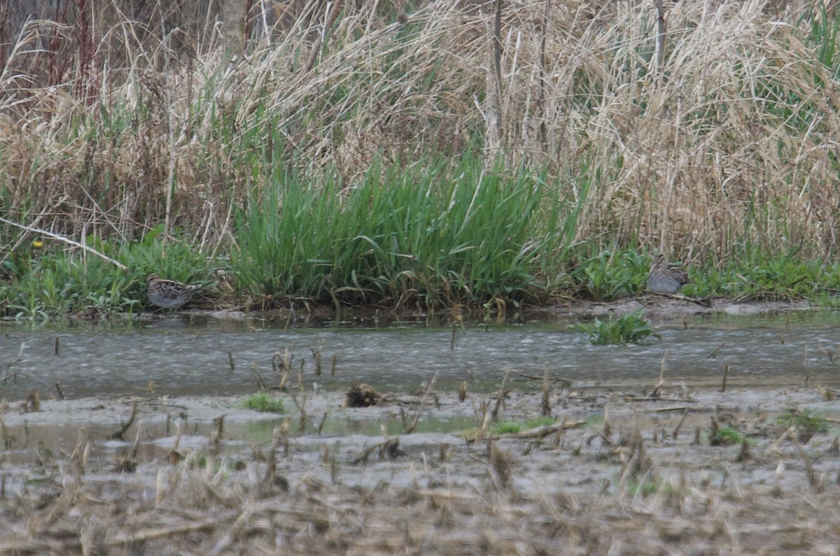 Wilson's Snipe - ML617605492