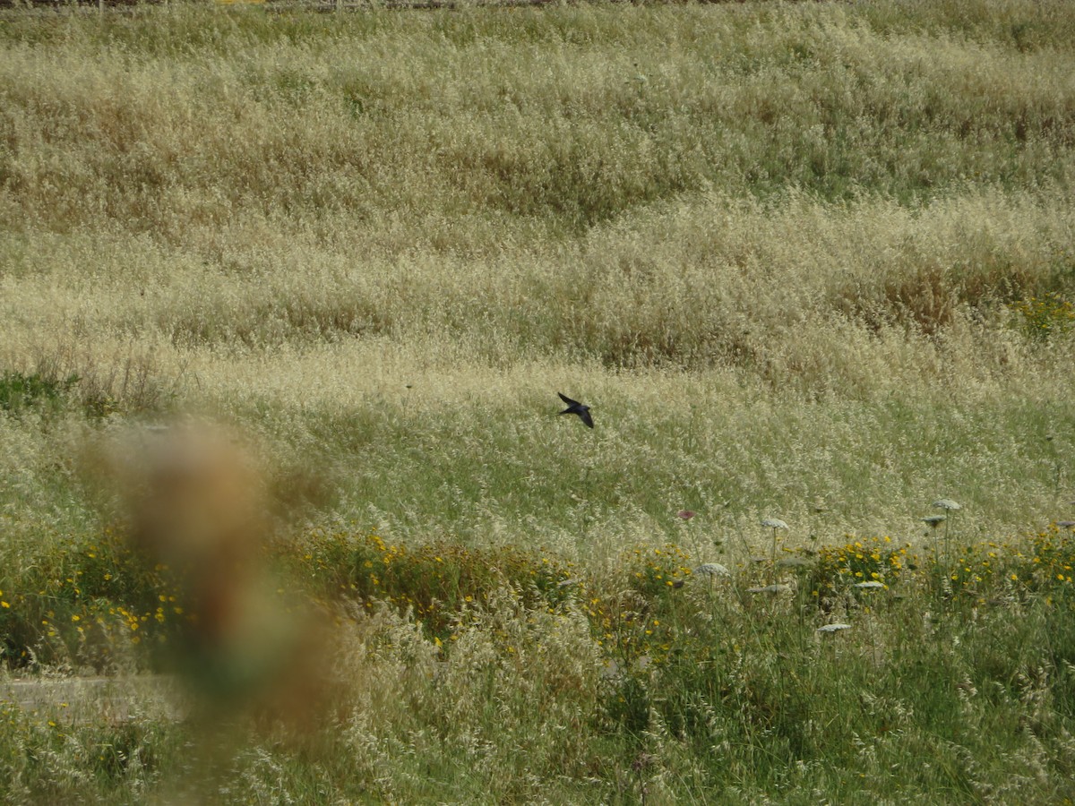 Barn Swallow - ML617605524