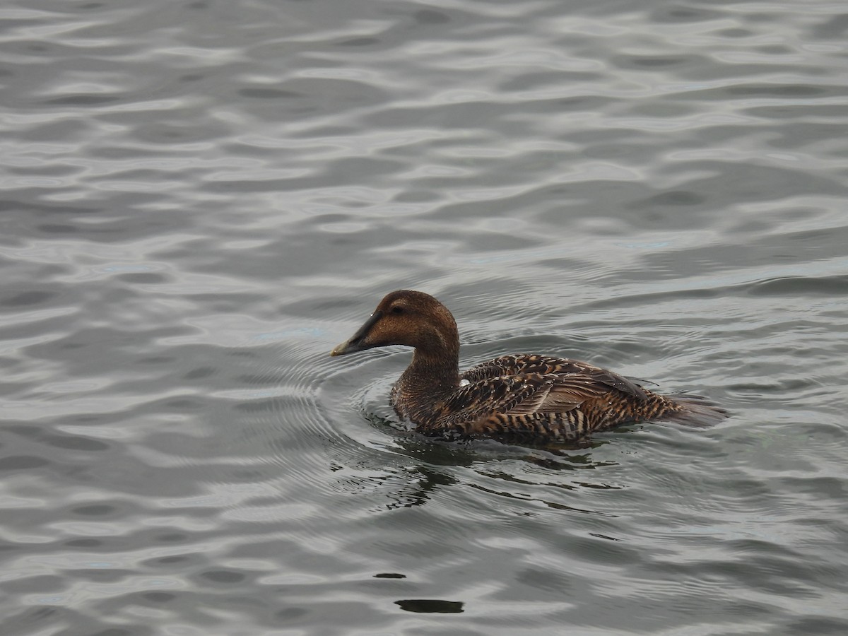 Common Eider - Curt Nehrkorn