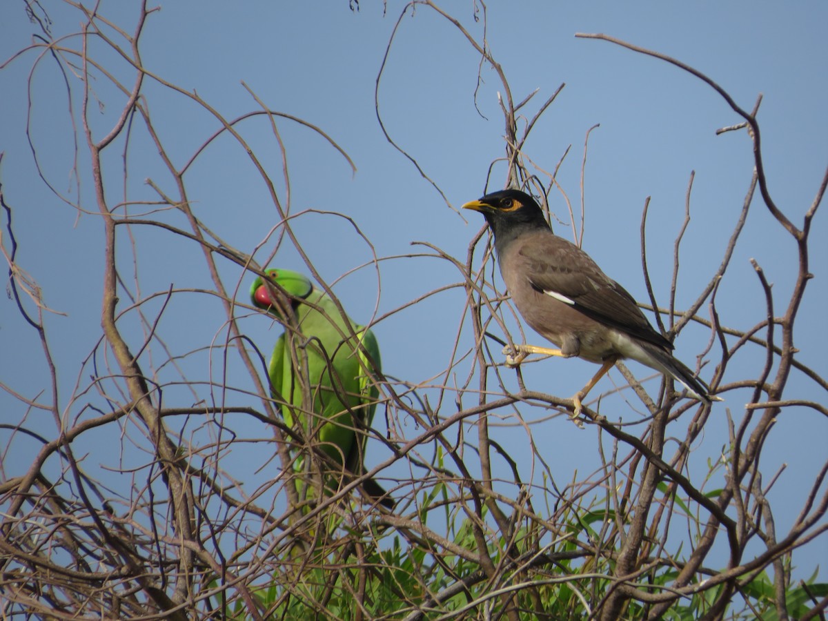 Common Myna - ML617605540