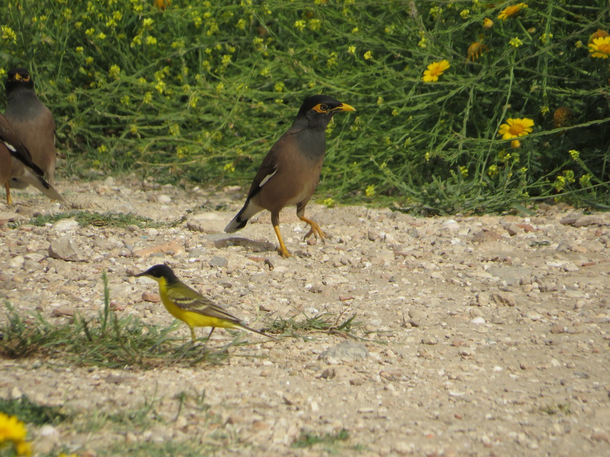 Common Myna - ML617605541