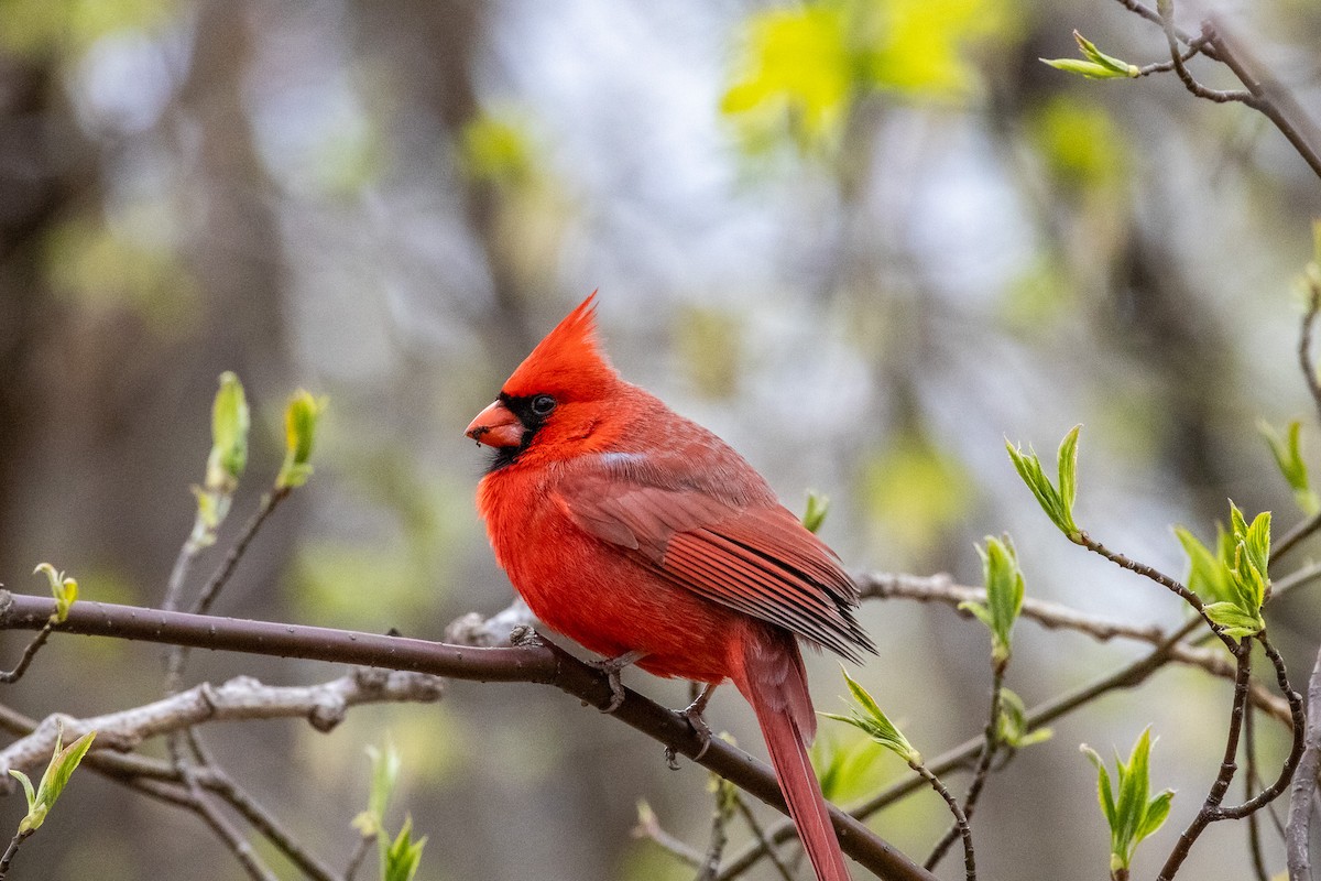 Cardinal rouge - ML617605543