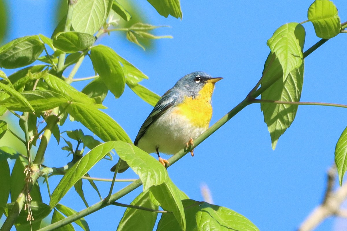 Northern Parula - ML617605545