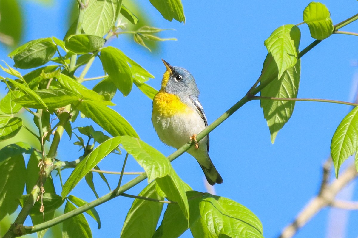Northern Parula - ML617605546