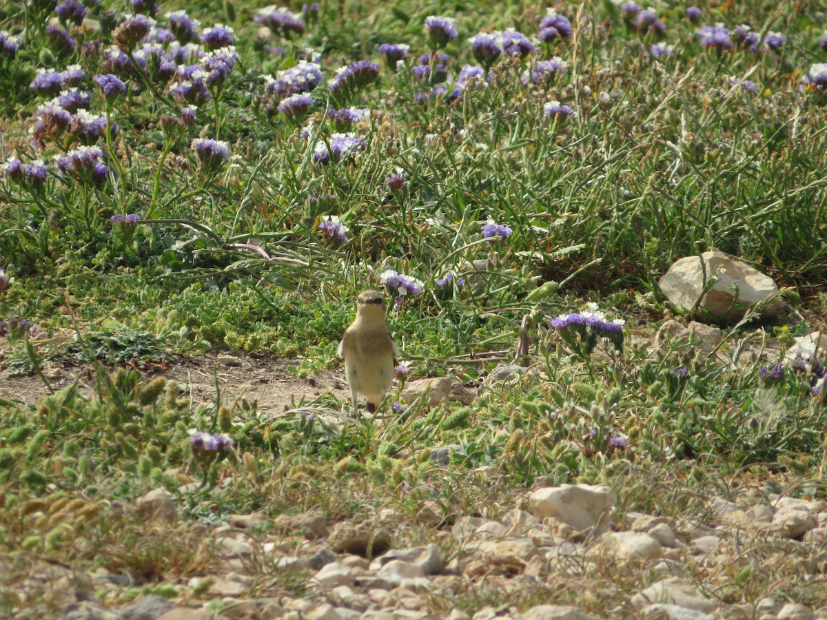 Northern Wheatear - ML617605549