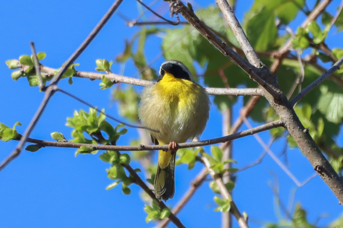 Common Yellowthroat - ML617605554