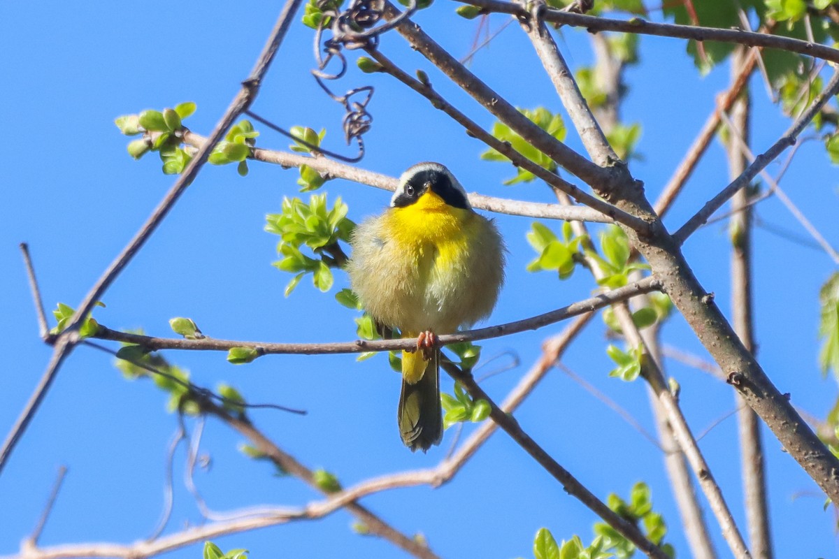 Common Yellowthroat - ML617605555