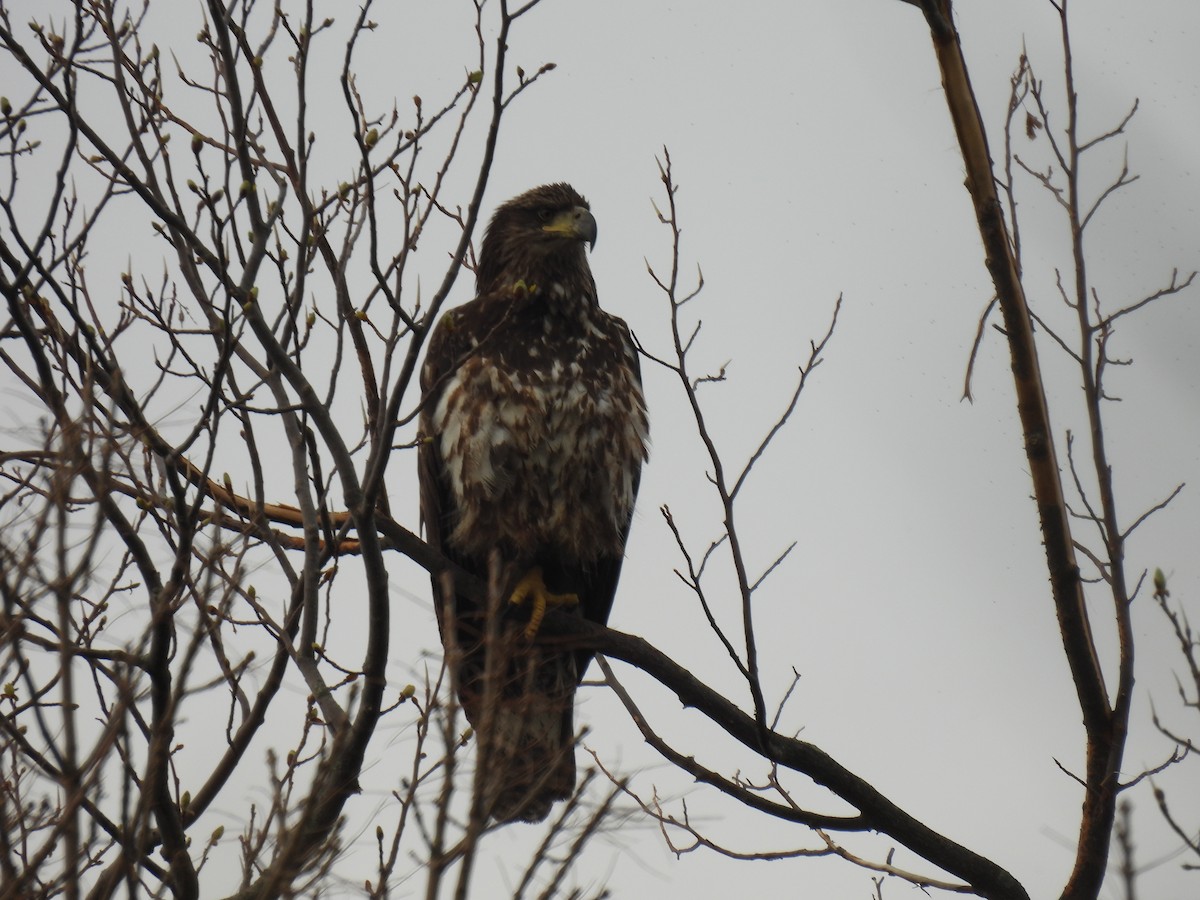 Bald Eagle - Curt Nehrkorn