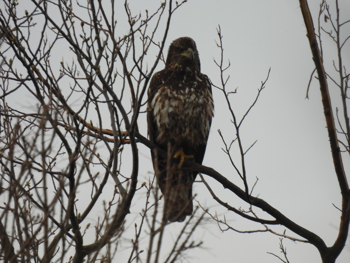 Bald Eagle - Curt Nehrkorn