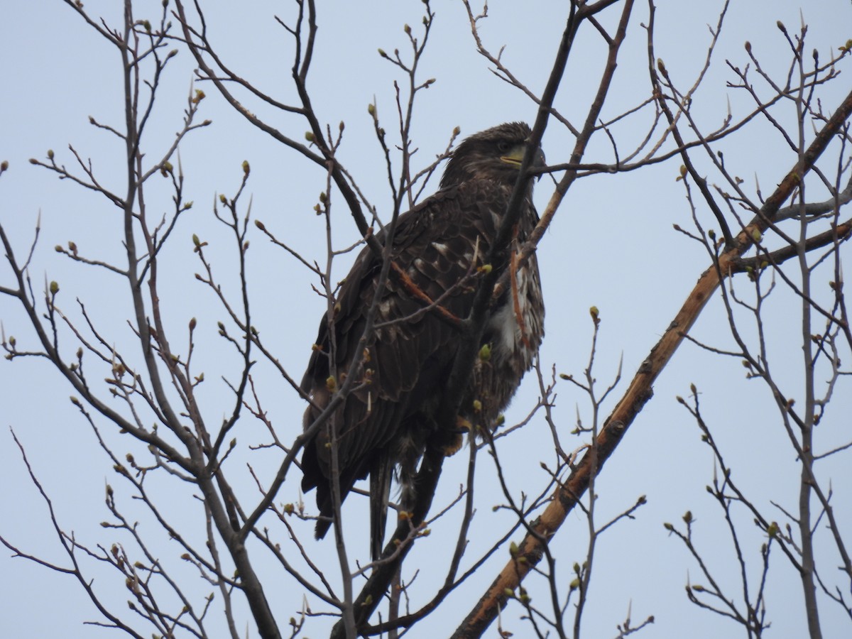 Bald Eagle - Curt Nehrkorn