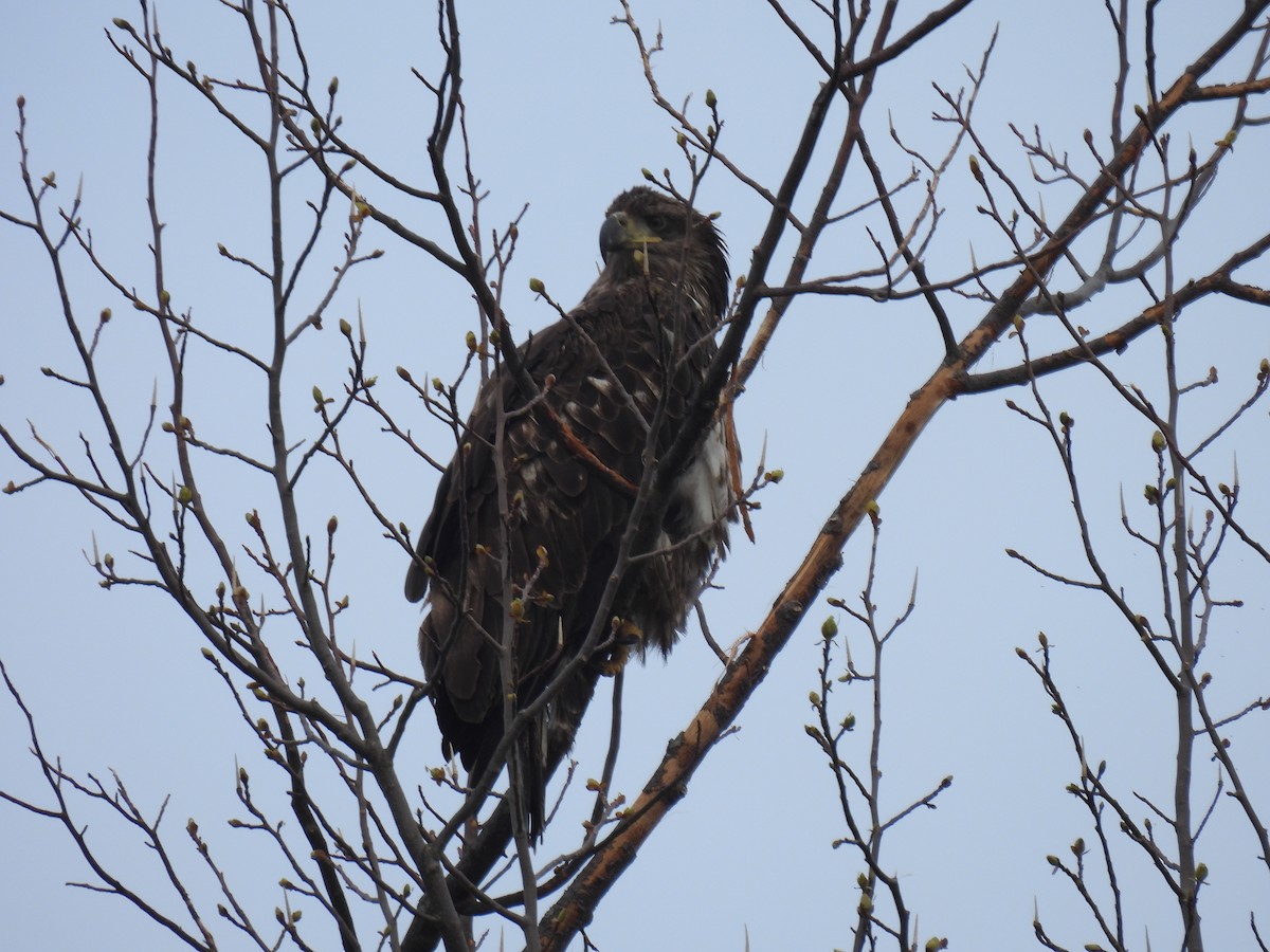 Weißkopf-Seeadler - ML617605585