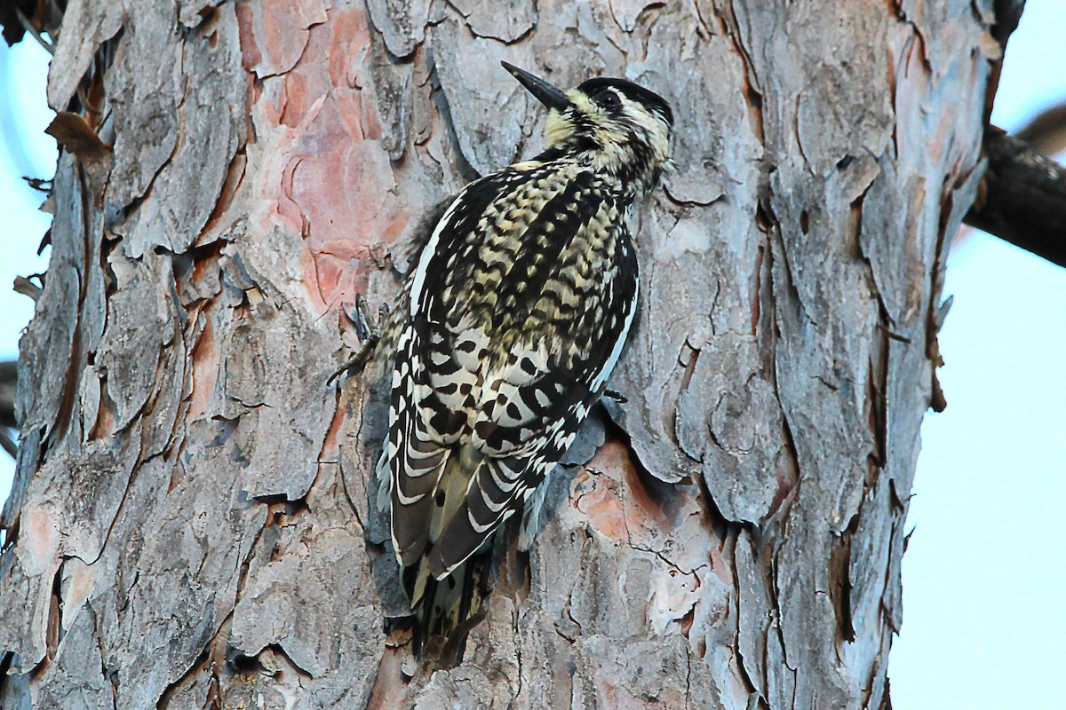 Yellow-bellied Sapsucker - Jeff Baughman