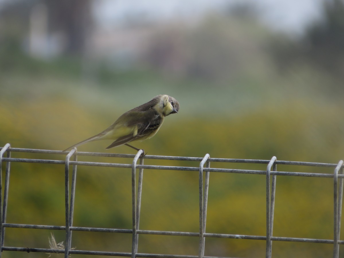 Western Yellow Wagtail - ML617605597