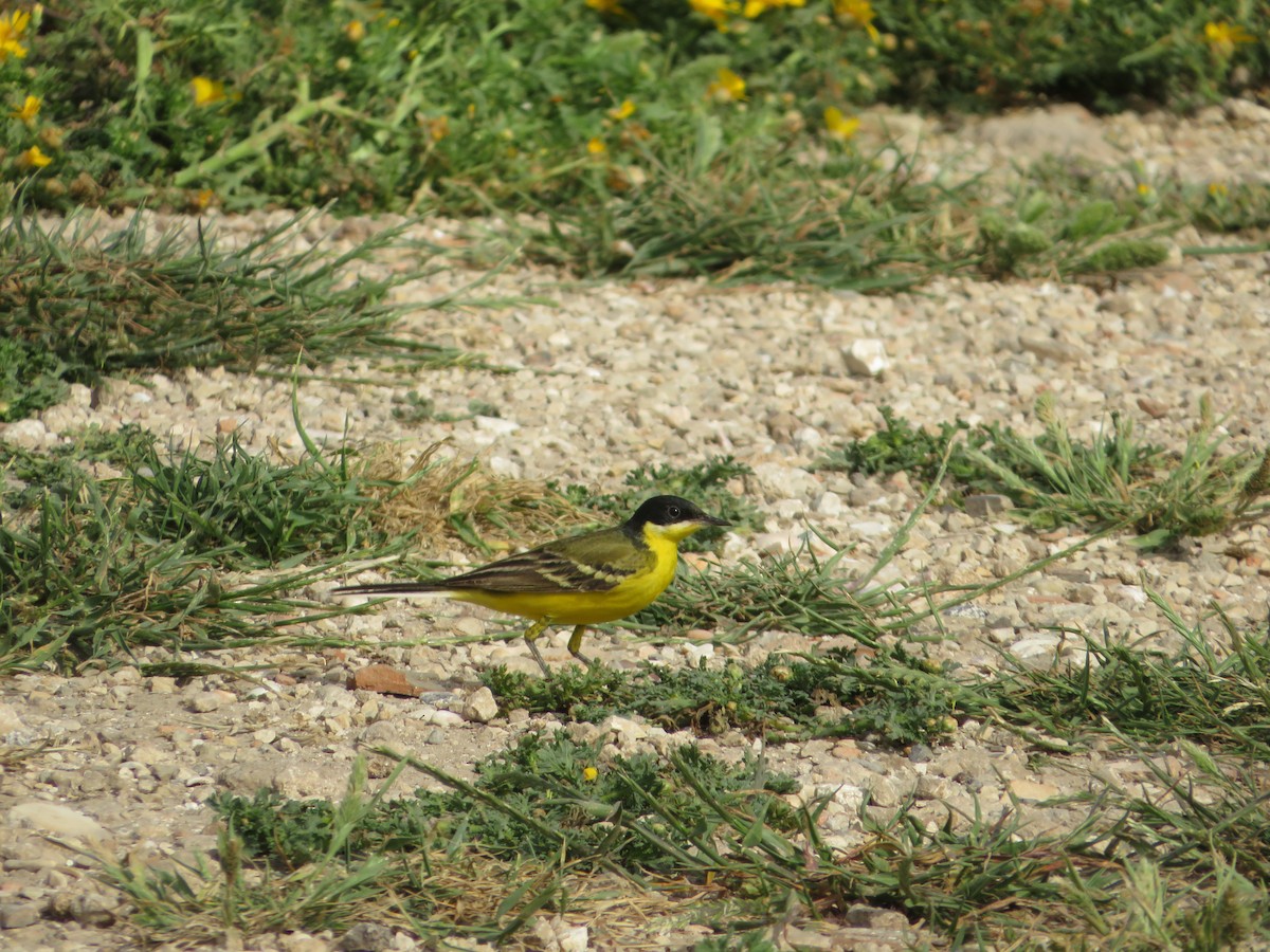 Western Yellow Wagtail - ML617605600