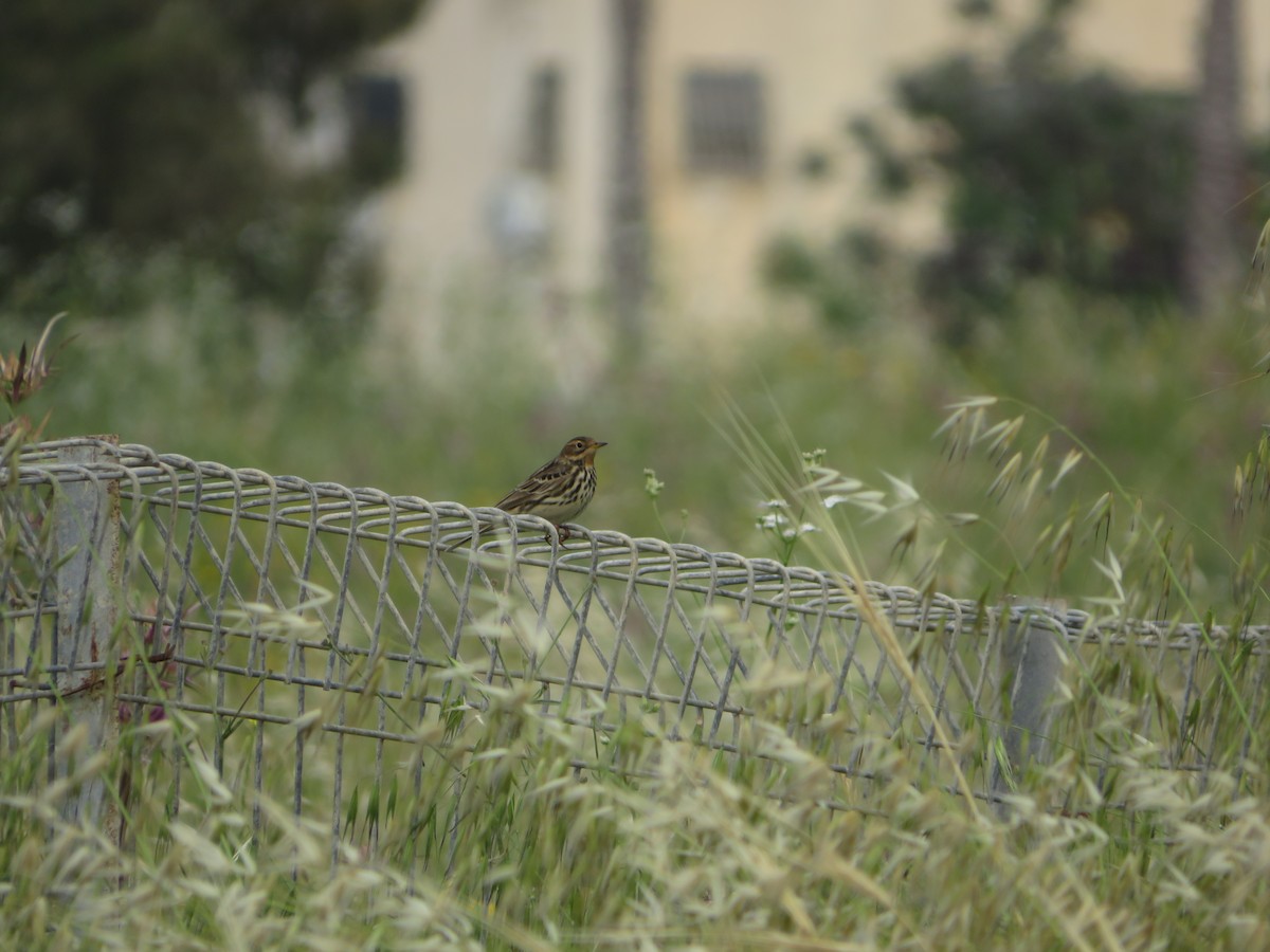 Red-throated Pipit - ML617605604