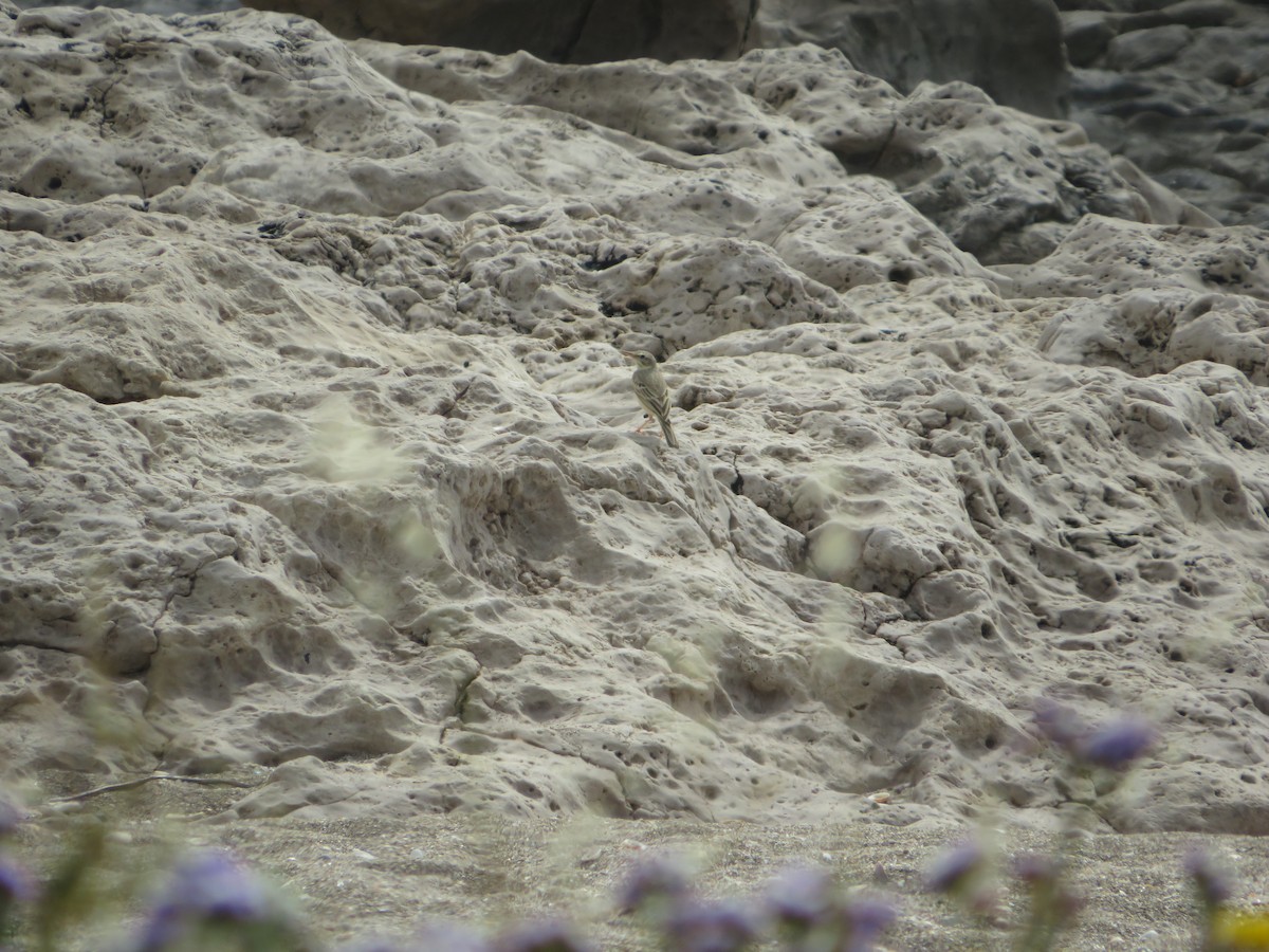 Tawny Pipit - ML617605609