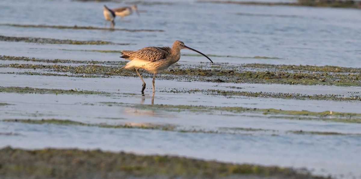 Eurasian Curlew - ML617605660