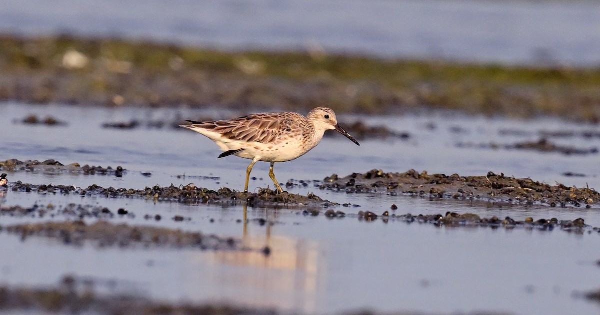 Great Knot - ML617605661