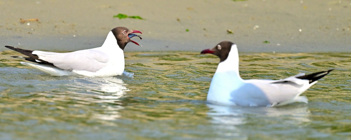 Brown-headed Gull - ML617605665