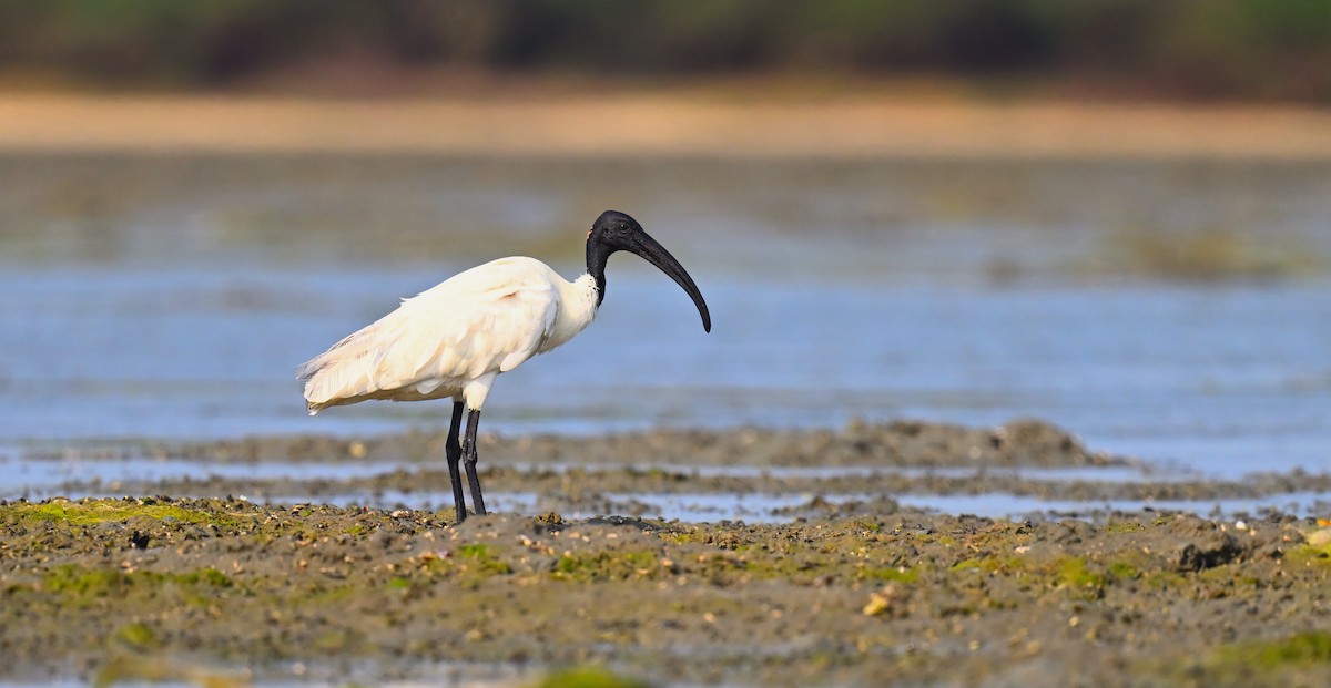 Black-headed Ibis - ML617605676