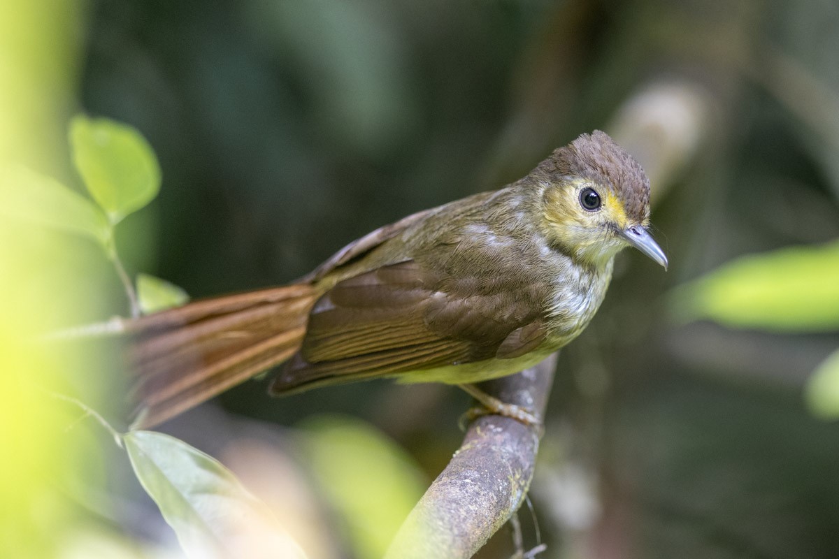 Hairy-backed Bulbul - Johannes Ferdinand