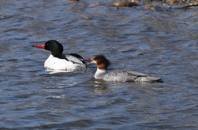 Common Merganser - Scott Jubinville