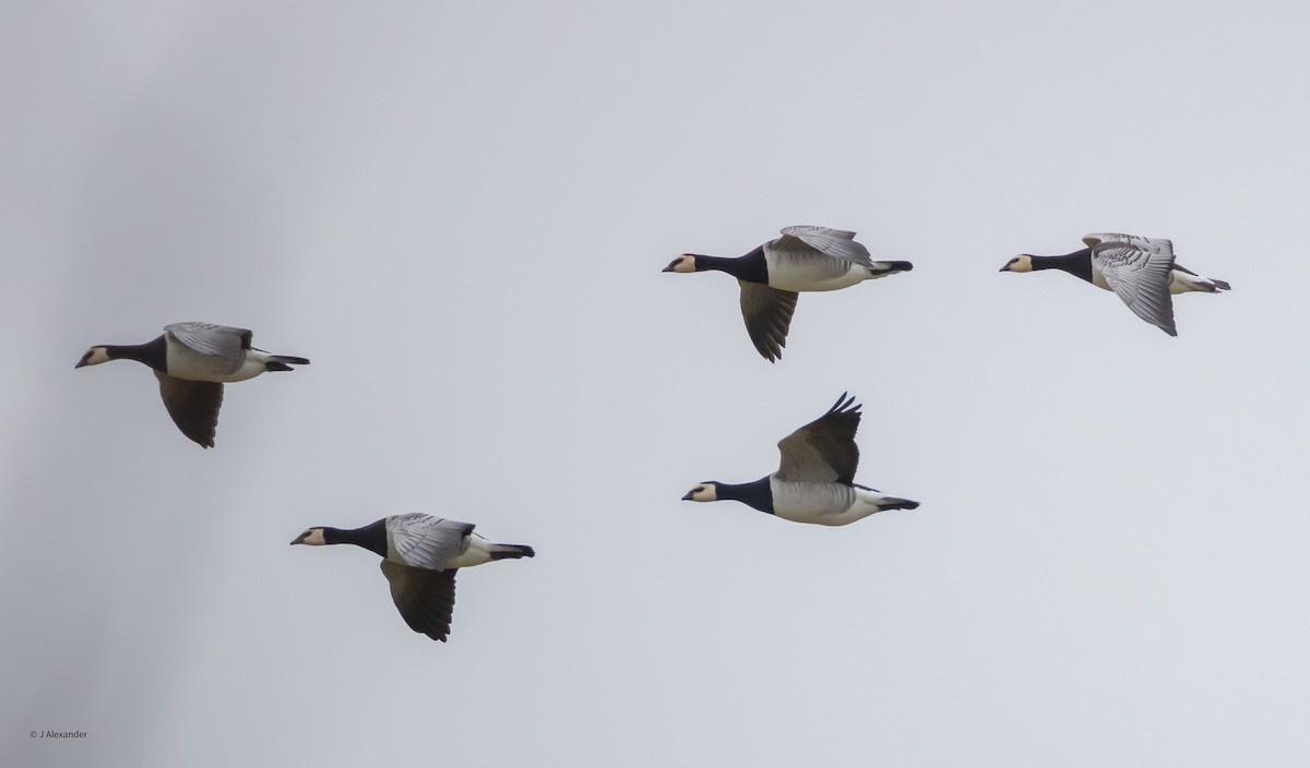 Barnacle Goose - ML617605765