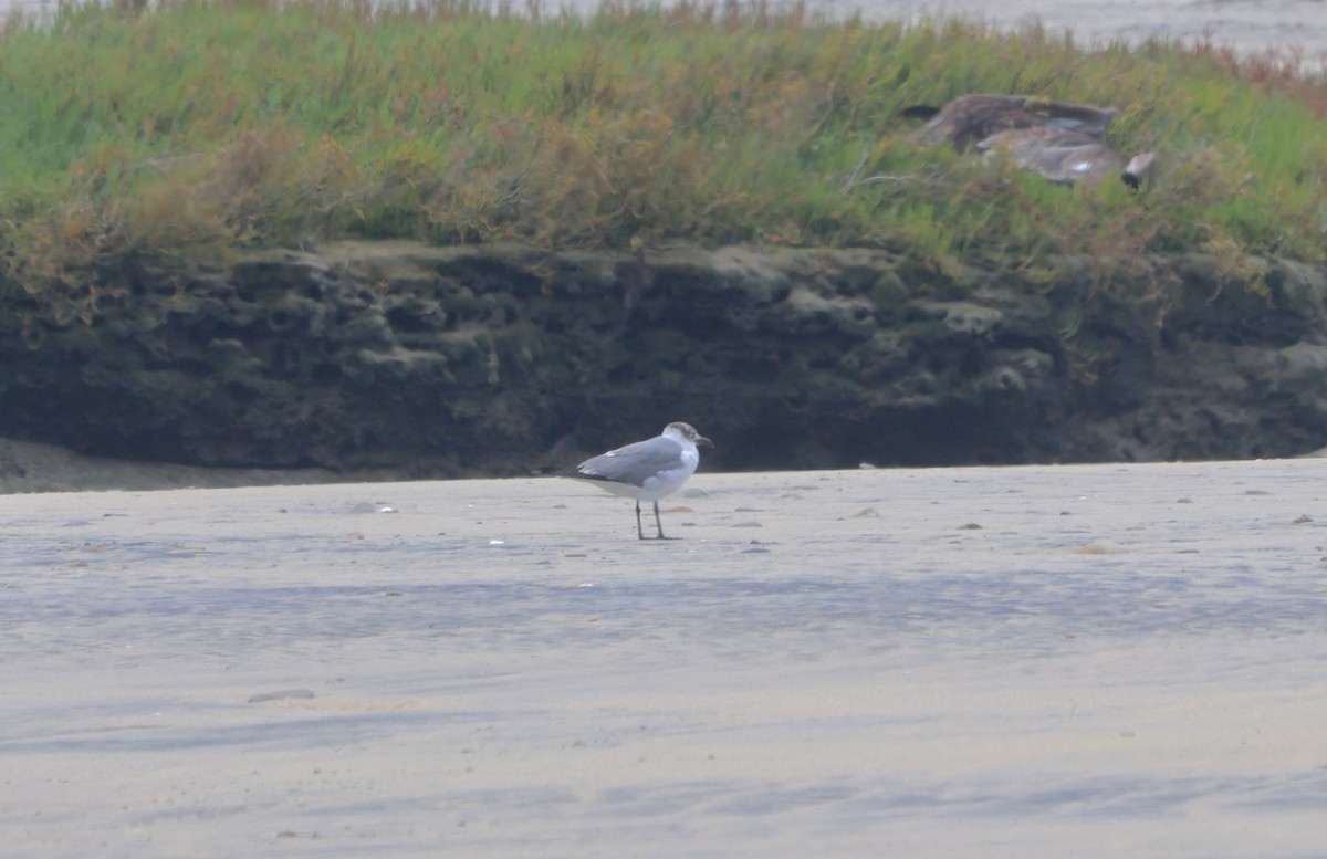 Gaviota Guanaguanare - ML617605771