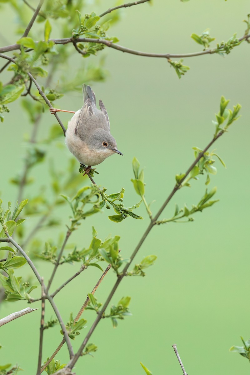 Eastern Subalpine Warbler - Christophe Sahli