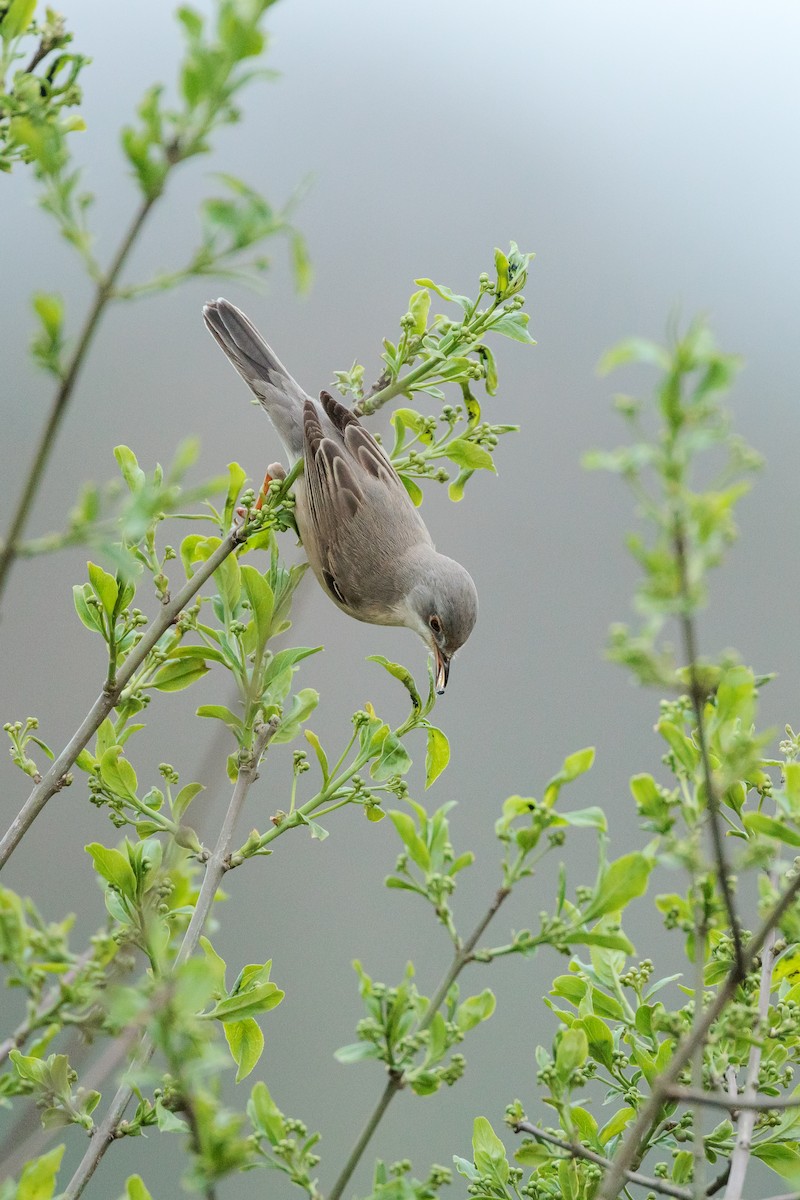 Eastern Subalpine Warbler - Christophe Sahli