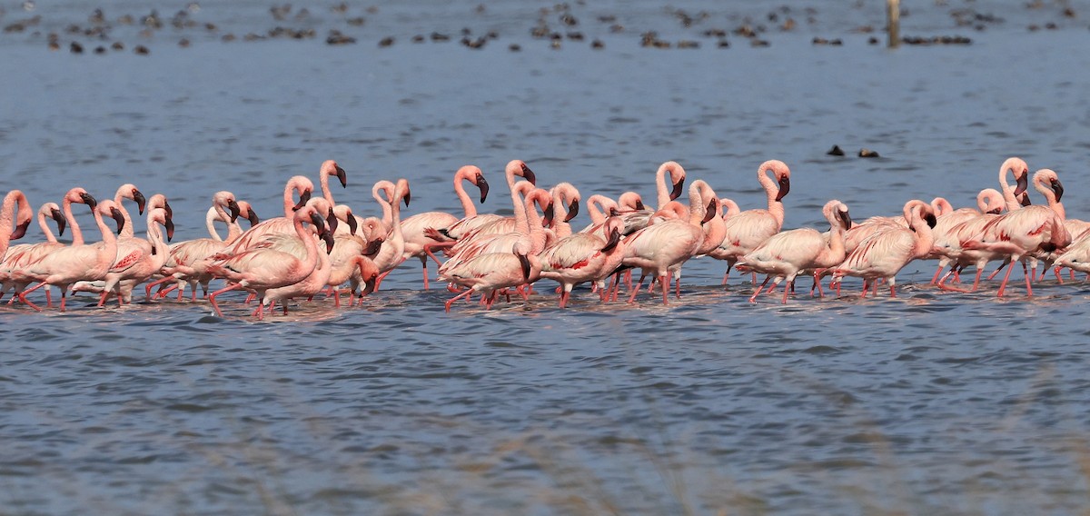 Lesser Flamingo - ML617605825