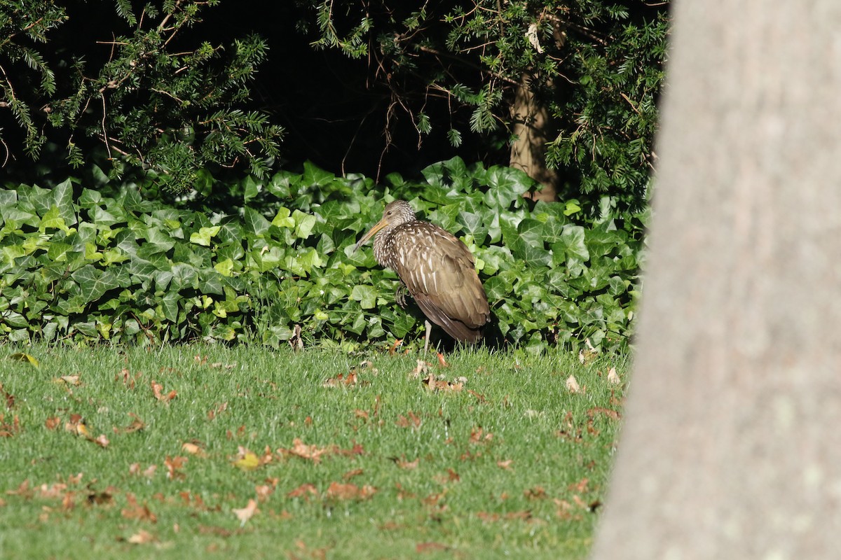 Limpkin - ML617605834